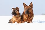 BERGER ALLEMAND 473